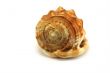 seashell