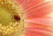 small ladybird