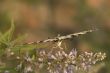 butterfly on the flowers in the summer
