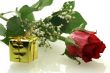 rose with a gift on white background