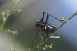 grasshopper
