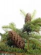 fur-tree with two cones