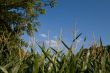 Corn field in summer.