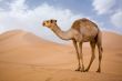 Camel in Sahara