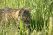 the cat