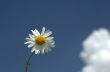 camomile