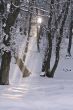 Frozen beauty