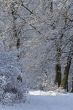 Winter path