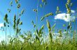 Grass on field