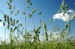 Grass on field