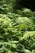 ferns