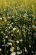 Field of chamomiles