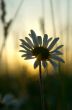 Camomile