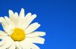 camomile