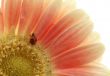 ladybird on the flower