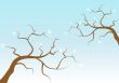 Blossombranch
