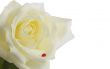 White rose