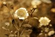old-fashioned flower