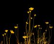 flower abstract textures and backgrounds