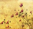old-fashioned flower