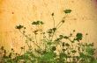 flower abstract textures and backgrounds