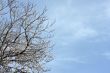 Bare tree and sky