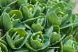 Green brairds