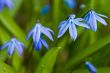 Blue snowdrops
