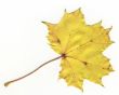 autumnal leaf
