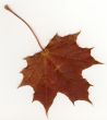autumnal leaf