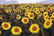 sunny flowers