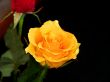 Yellow Rose
