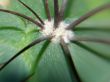 Thorns Of Cactus