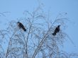 Two quarreled ravens