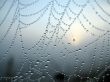 Cobweb