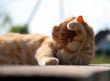 Washing red cat