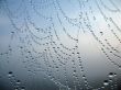 Cobweb