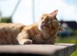 Washing red cat