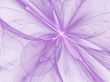 Lavender Blending Light Abstract Background
