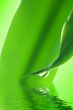 Green beauty reflected