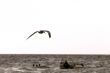 sea gull over white