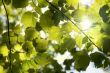 Sunny forest canopy