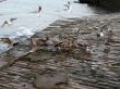 seagulls
