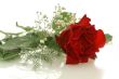 nice red rose with a little white flowers