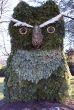 Pine owl