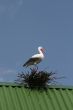 stork on nest