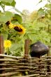 wicker fence, sunflowers and pot