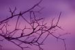 silhouette dry old plants  against sunset sky