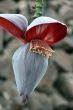 banana flowers