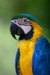 Blue Macaw Parrot Portait